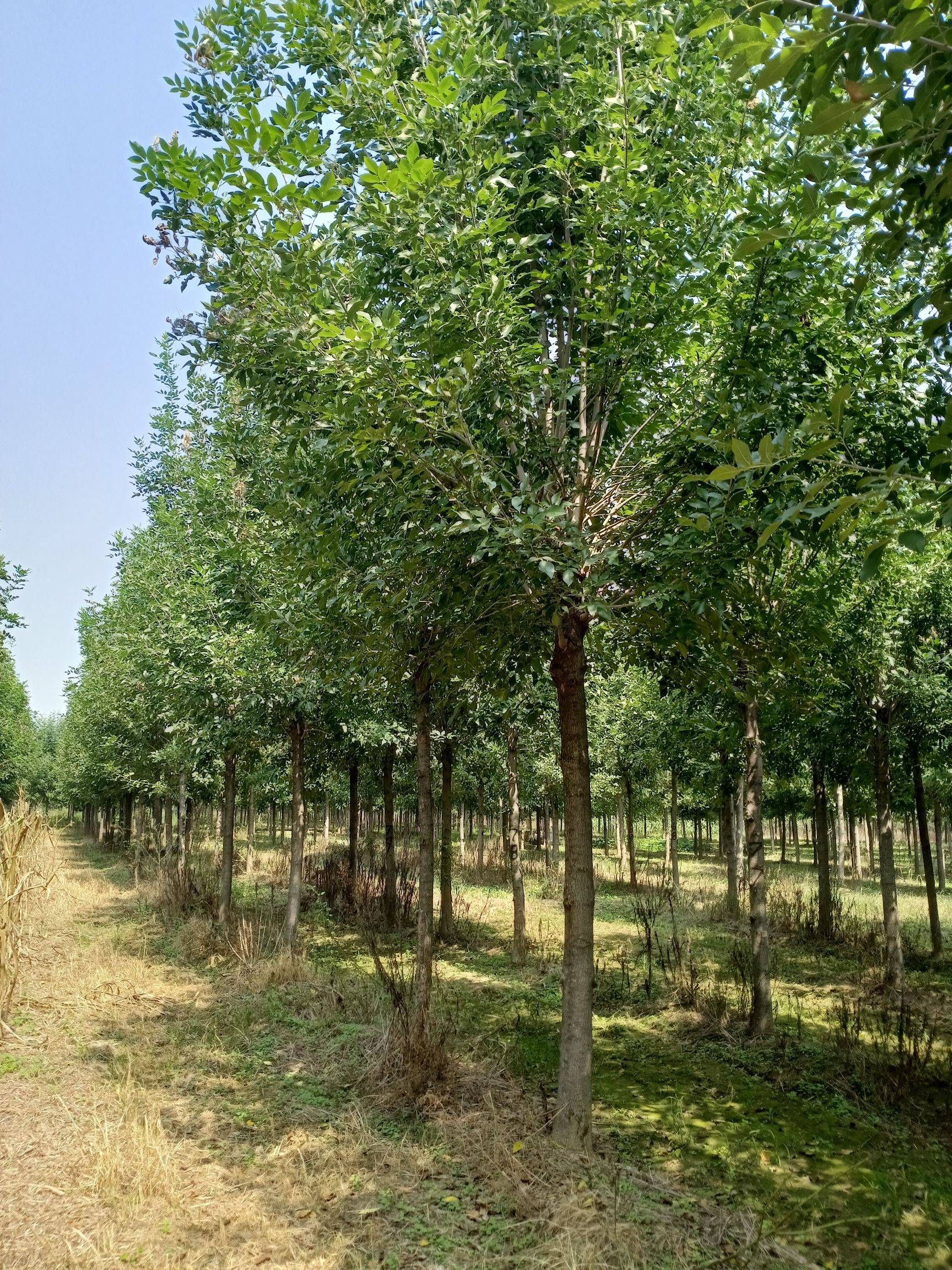 白蜡树