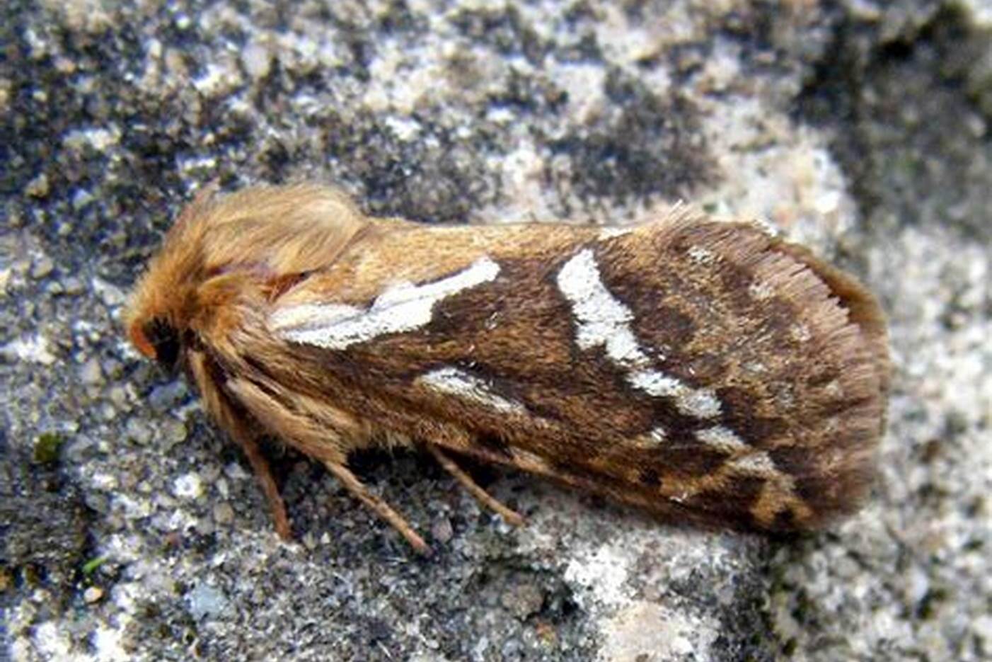 yang,1994)是 a target="_blank" href="/item/蝙蝠蛾科/6244289"