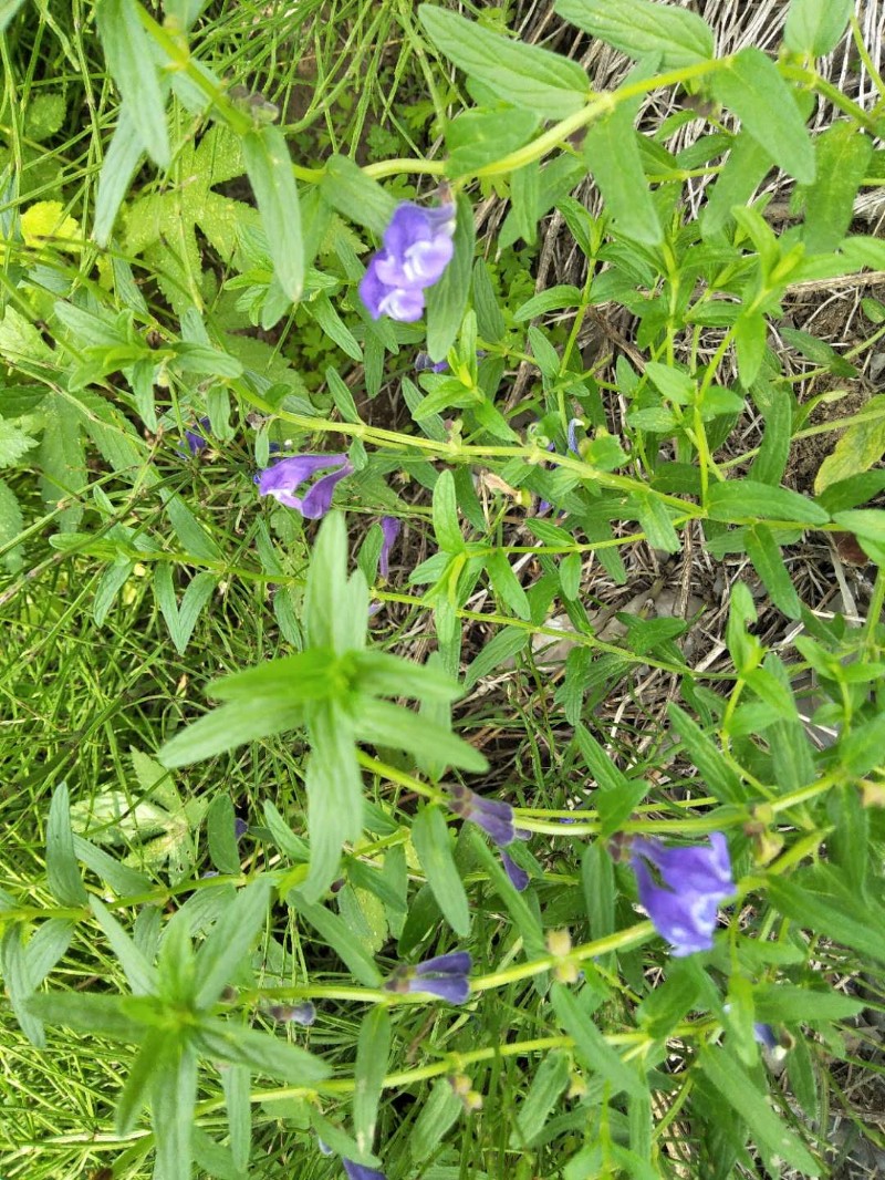 baicalensis /i> georgi)为唇形科黄芩属多年生草本植物;茎分枝,近