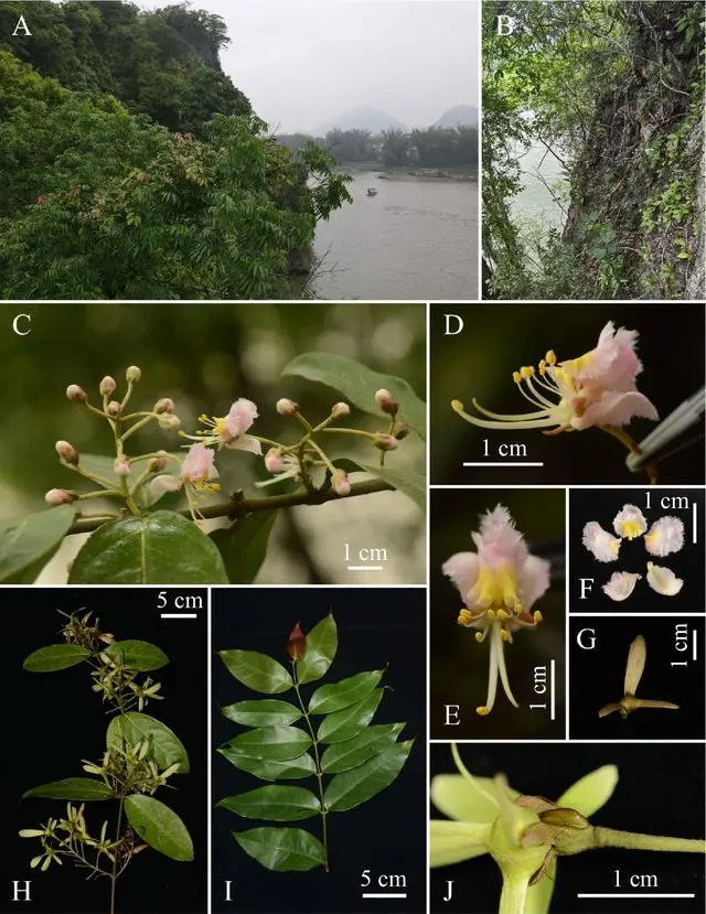  p data-id="ur20tx8xhsfi">阳朔风筝果(学名: i>hiptage yangshuo