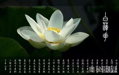 白莲花是什么意思 原来这些女性都有这个属性 百科ta说