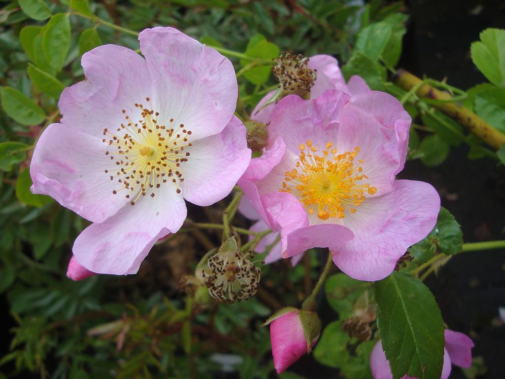  p>粉团蔷薇(学名: i>rosa /i>  i>cathayensis /i> (rehder &amp