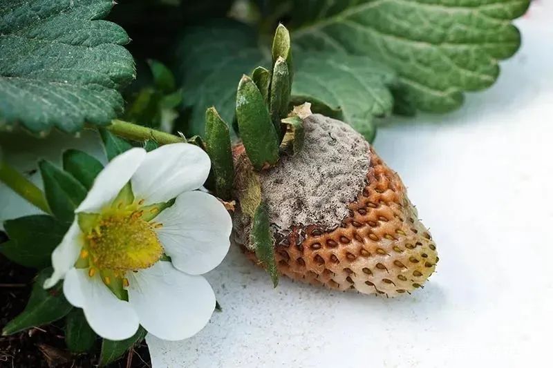 8种盆栽花卉容易感染的病虫害，用药的方法技巧指南，新手轻松学_百科TA说