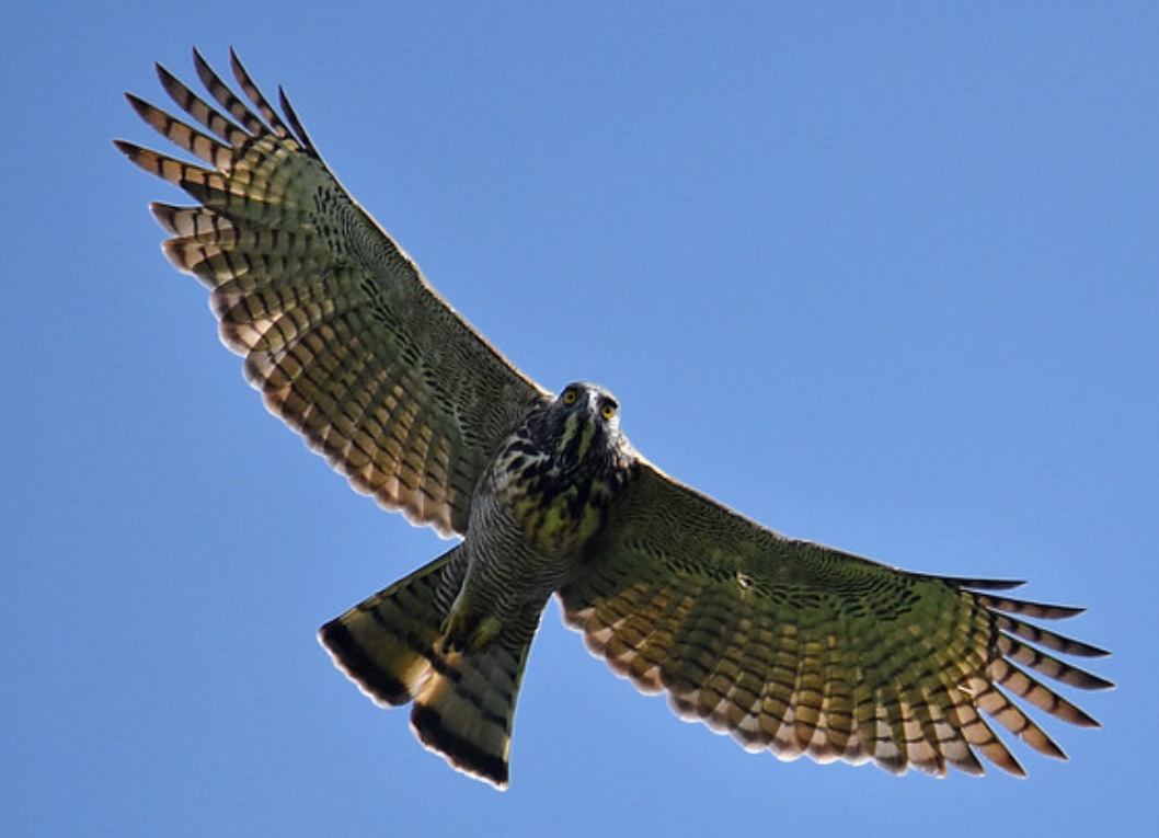 south philippine hawk-eagle