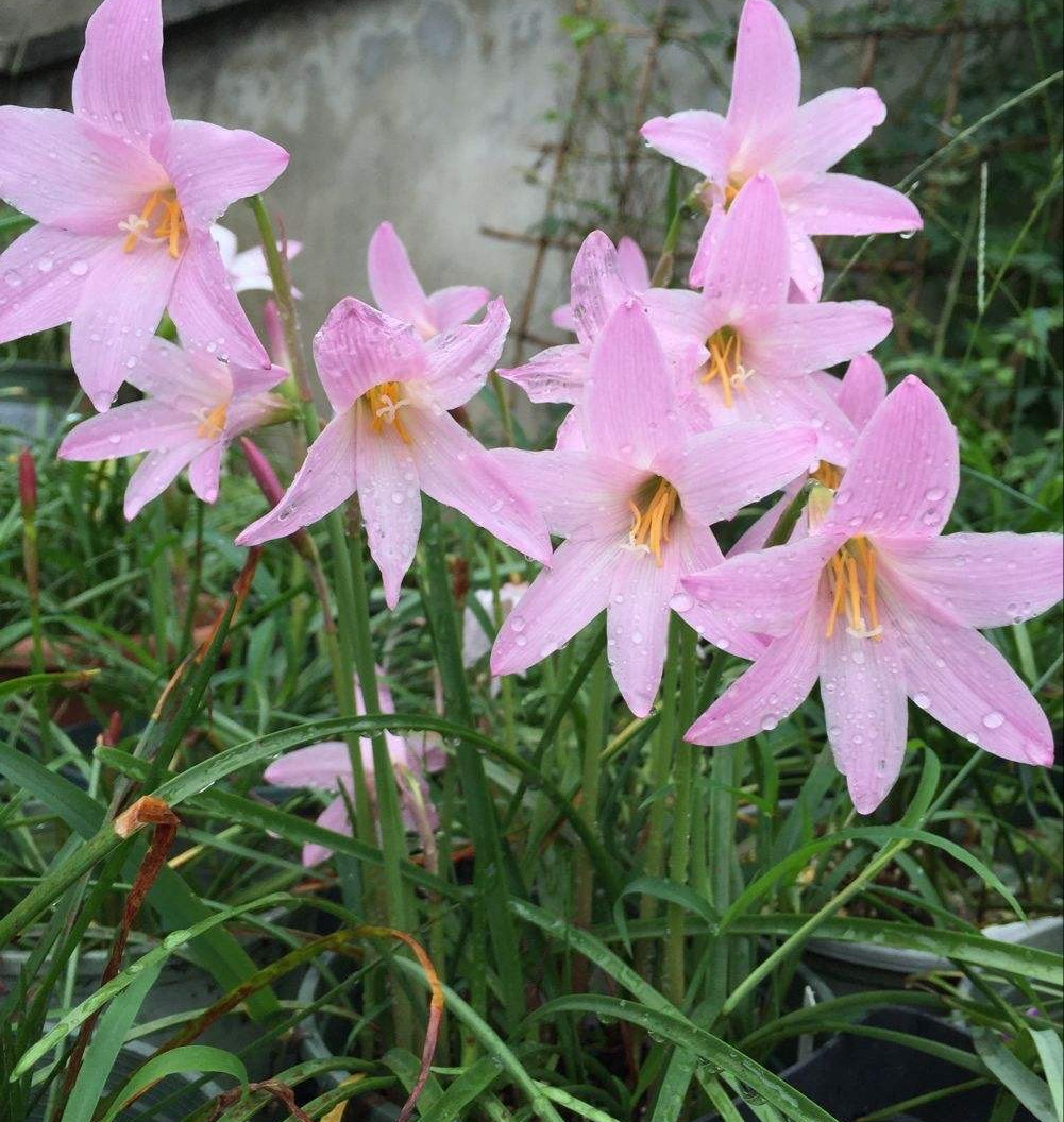 还是这些花比较好养，不怕晒不怕淋雨，经常“能开花”_百科TA说
