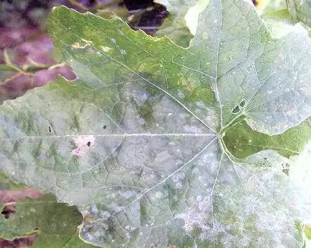  p>丝瓜白粉病是由瓜白粉菌侵染所引起的,发生在丝瓜上的病害.