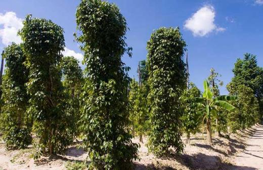 胡椒（胡椒科胡椒属植物）_百度百科