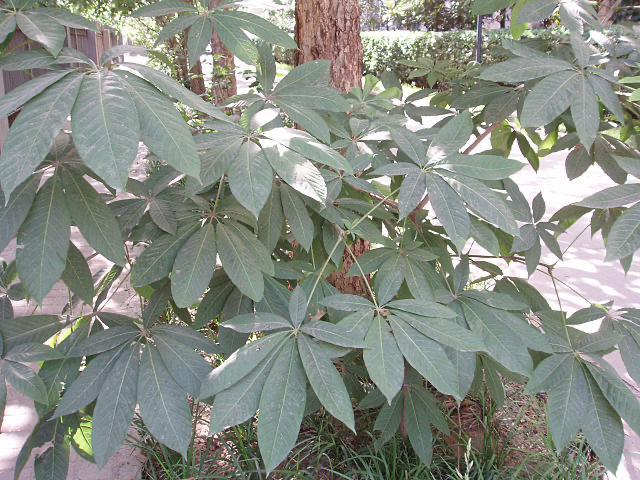 七叶树（无患子科七叶树属的一种植物）_百度百科