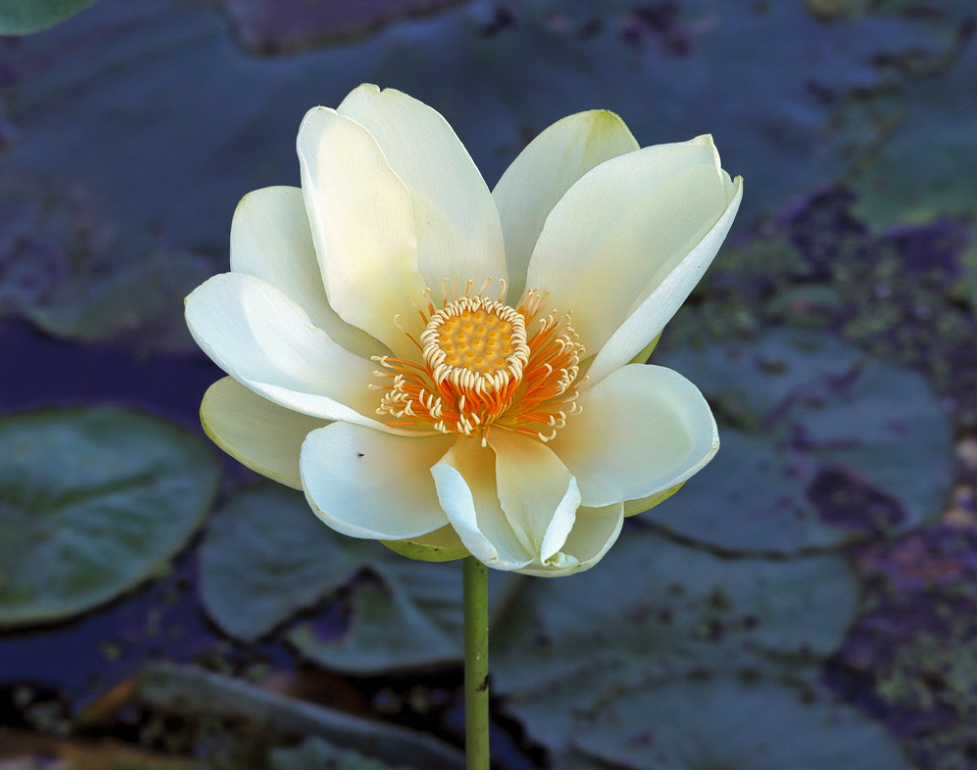  p>黄莲花(学名: i>nelumbo /i>&nbsp; i