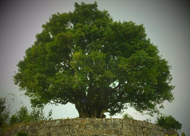 target="_blank" href="/item/茶树王/4519696