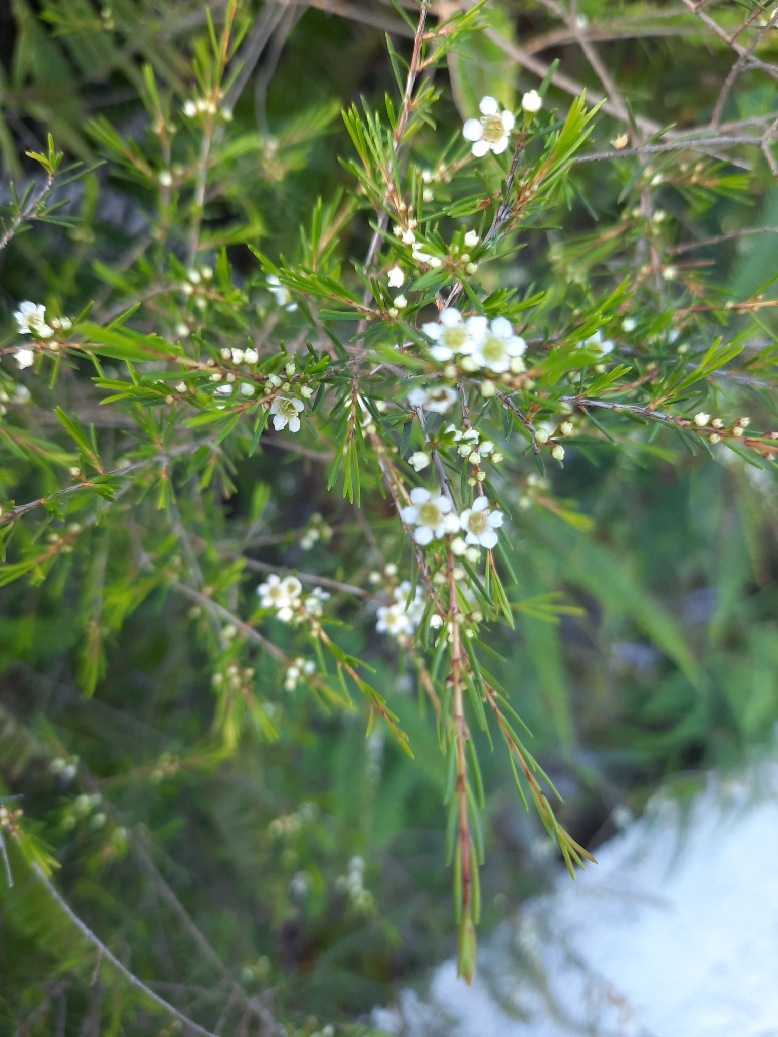 是桃金娘科岗松属的小乔木或灌木状植物.