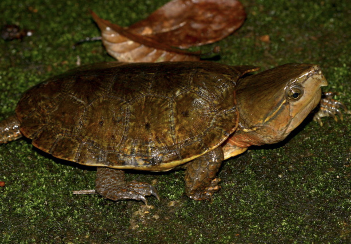  p>平胸龟 (学名: i>platysternon megacephalum /i>)是平胸龟科,平胸