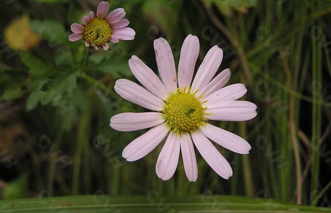  p data-id="gnbqrub9mj">小红菊( i>chrysanthemum chanetii /i> h.