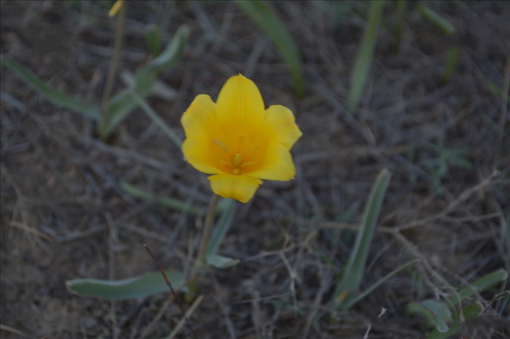  p>准噶尔郁金香(学名: i>tulipa schrenkii /i> regel)是百合科
