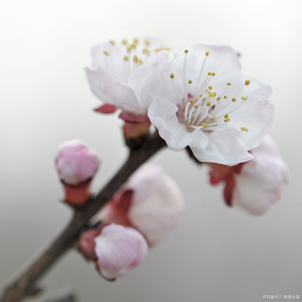 十二花神之二月花——杏花_百科TA说