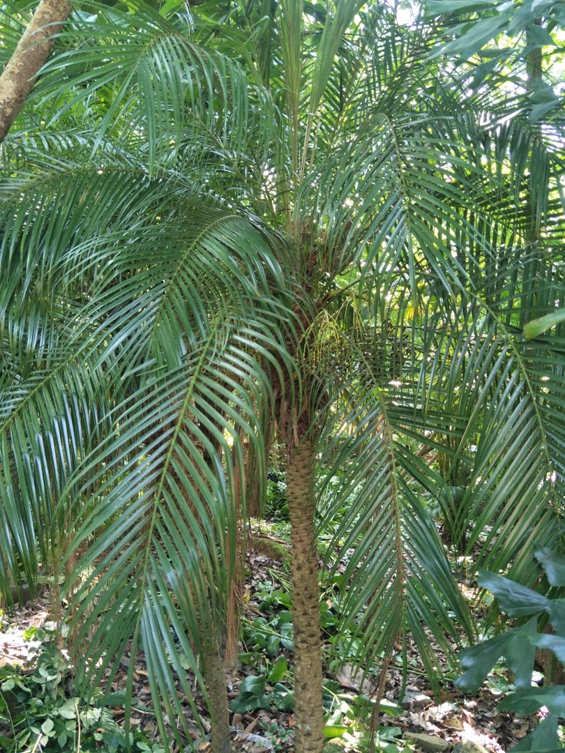  p data-id="gnbxtyossa">软叶刺葵(拉丁学名:phoenix roebelenii o.