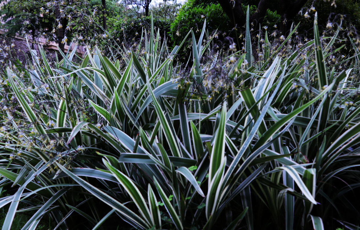  p data-id="tzqupwihgwzk">山菅兰( i>dianella ensifolia /i> (l.