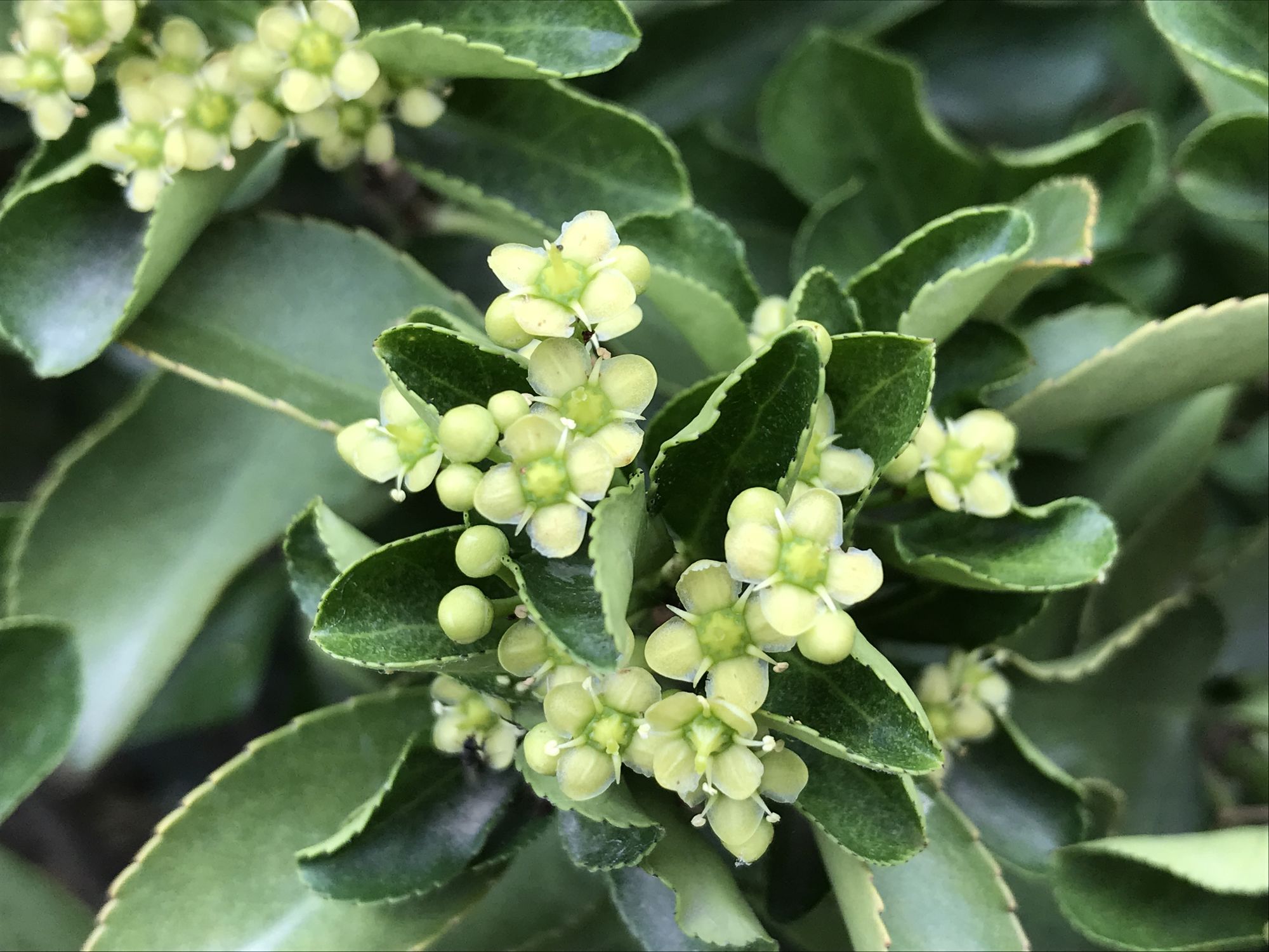  p data-id="ta9flyy66olp">冬青卫矛( i>euonymus japonicus /i>