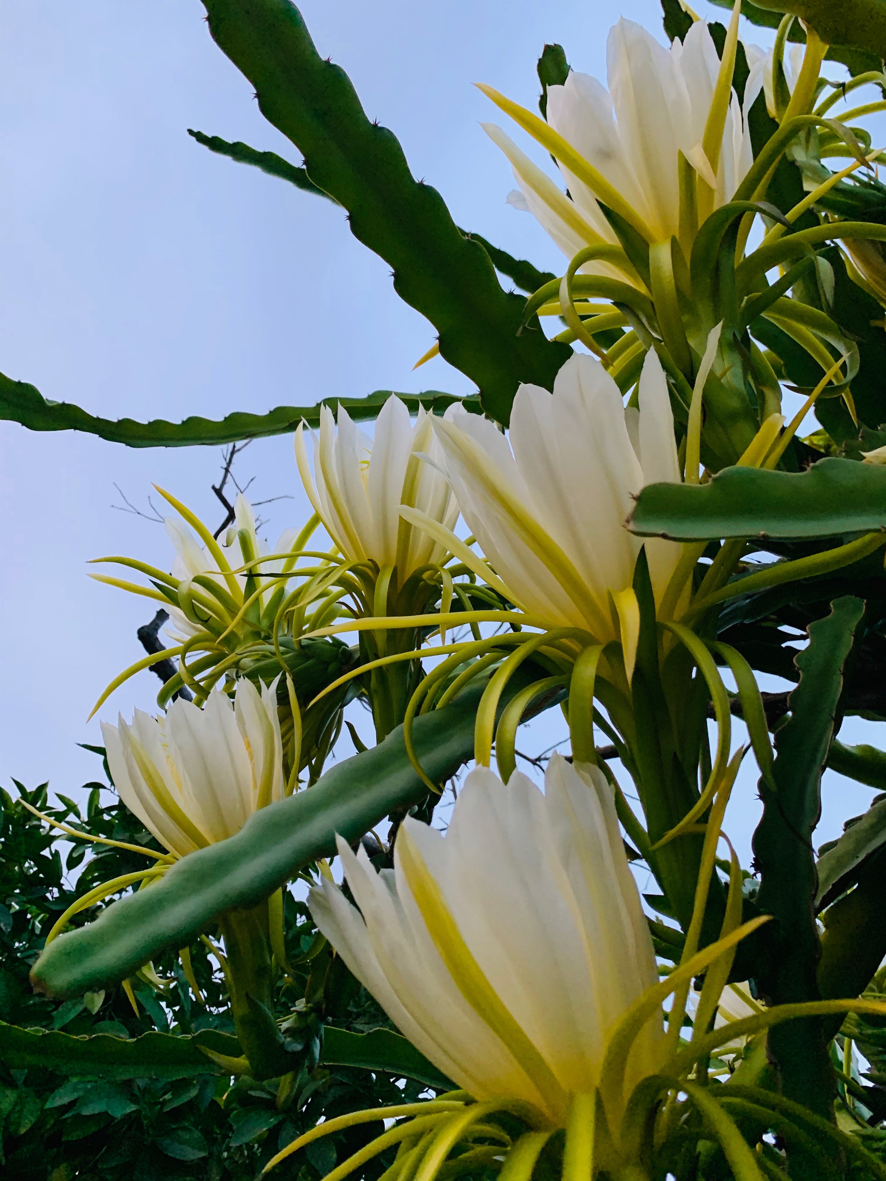 霸王花