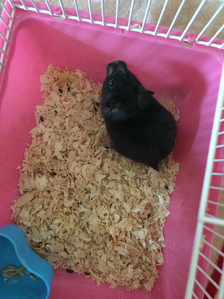 因其形态和毛色与黑熊相似,故称黑熊仓鼠