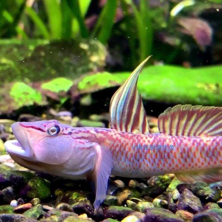  p>陵水吻虾虎鱼( i>rhinogobius linshuiensis 