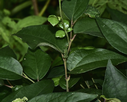 蒌叶（胡椒科胡椒属植物）_百度百科