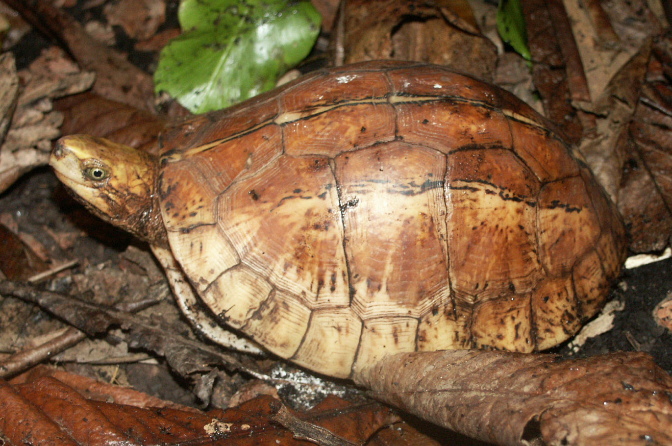  p>布氏闭壳龟(学名: i>cuora bourreti /i>)是龟科,闭壳龟属爬行纲