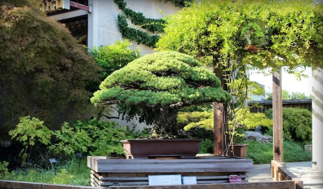 日本五针松 生命永存 老而不衰 百科ta说