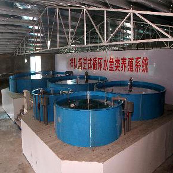 排队渐进式循环水鱼类养殖系统