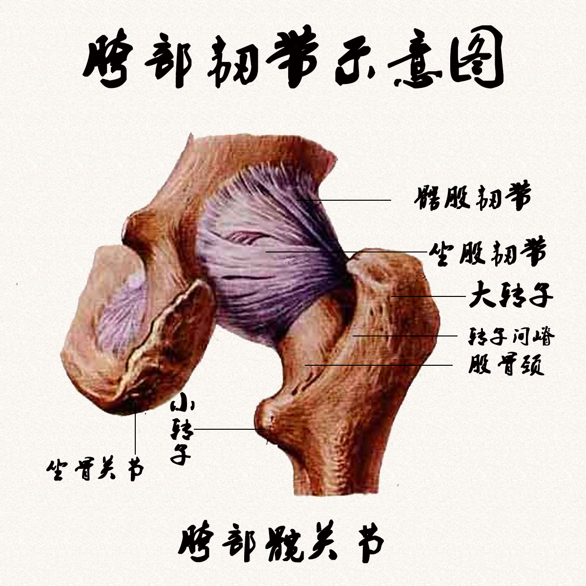  p data-id="go0ff59yt3">开胯是使胯能够借助胯根的 a target="