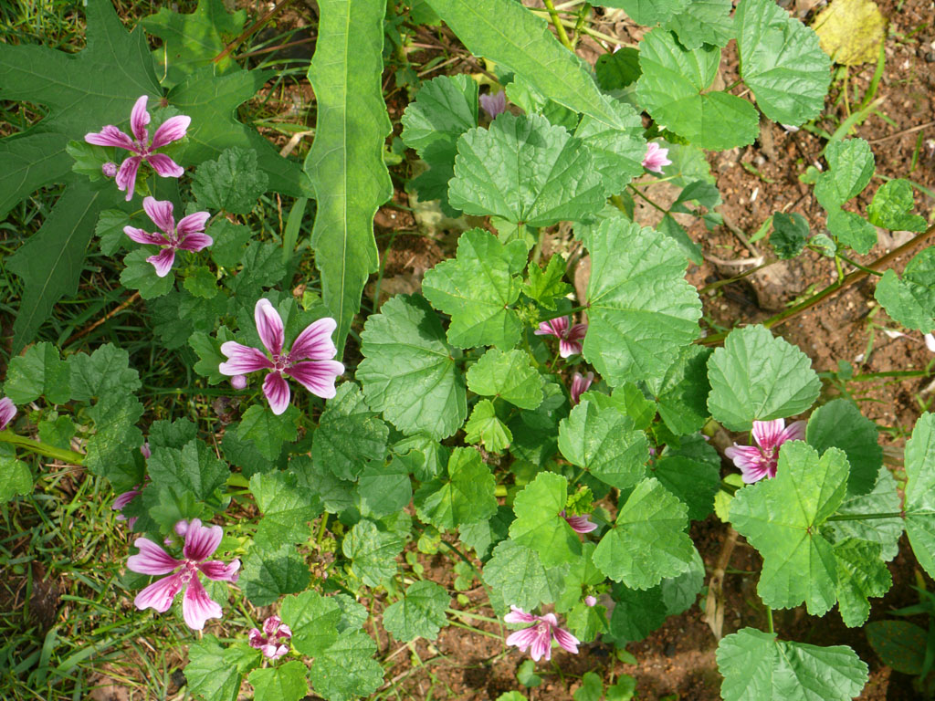  p>锦葵科,单瓣花, a target="_blank" href="/item/单叶互生/7584130