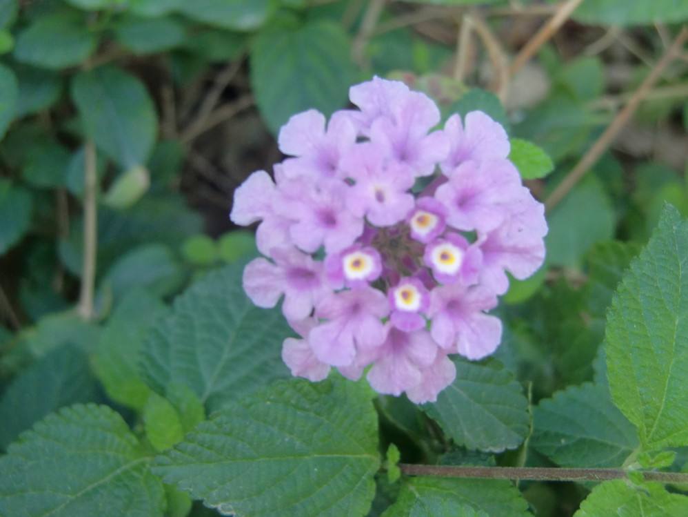  p> a target="_blank" href="/item/紫花丹/2228284" data-lemmaid="