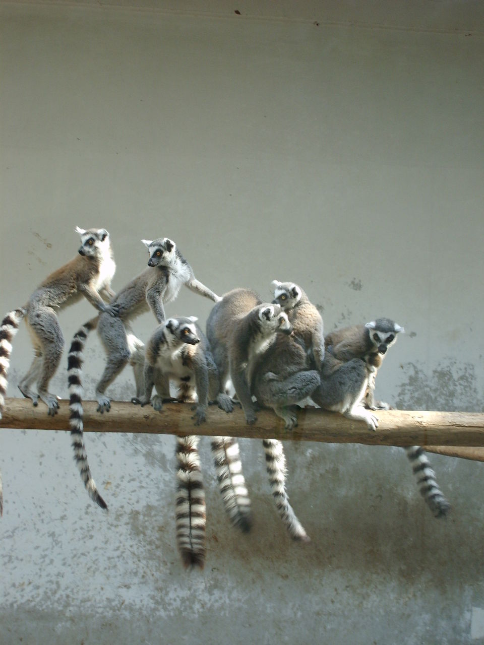  p>白足鼬狐猴也叫 a href="#">白脚猴 /a>,素有" a href="#">拳击猴 