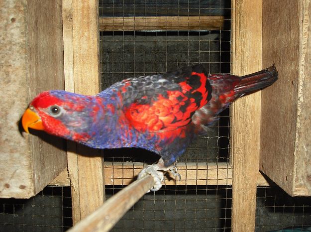  p>红蓝吸蜜鹦鹉(学名: i>eos histrio /i>)羽色鲜艳,鹦鹉鸟体为红色