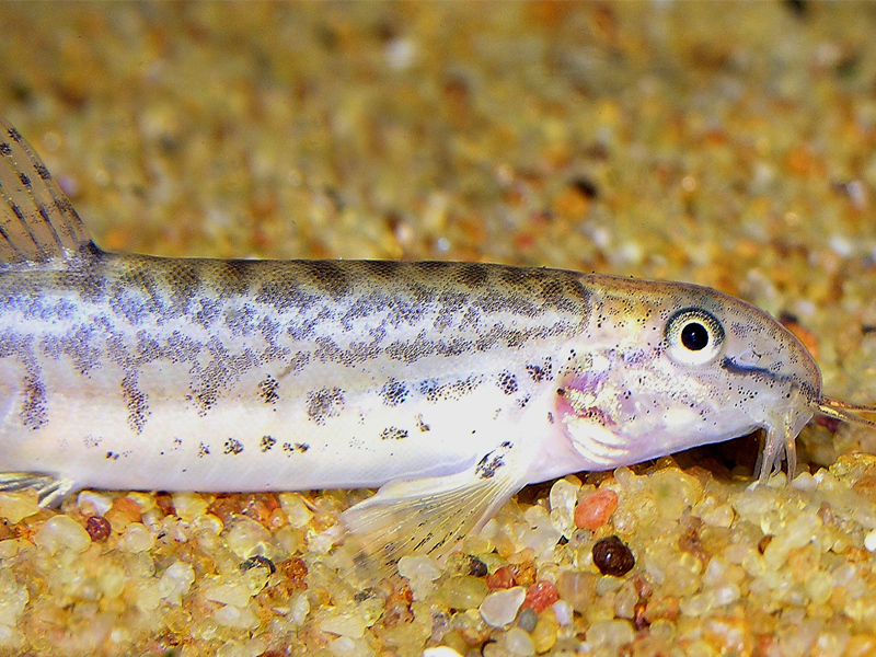 > a target="_blank" href="/item/鳞头鳅属">鳞头鳅属 /a>的一种鱼类