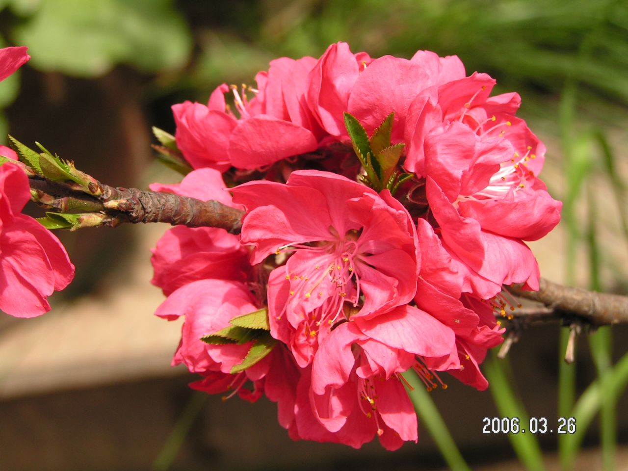  p>绛桃(群芳谱) f. camelliaeflora (van houtte) dipp.