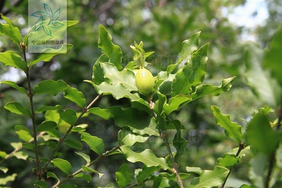  p data-id="gnvf45qs4n">黄杨子为黄杨科植物黄杨的果实.