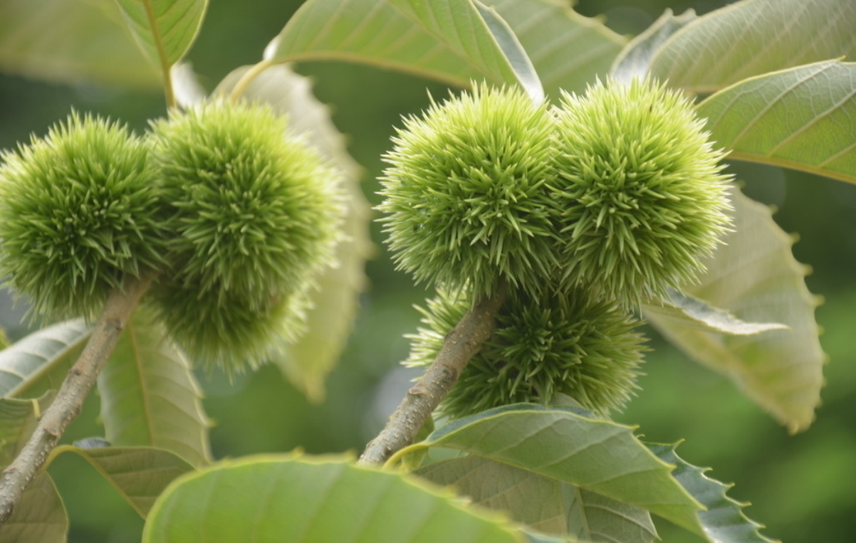  p>石栗子,中药名.为大戟科植物石栗 i>aleurites moluccana /i> (l.