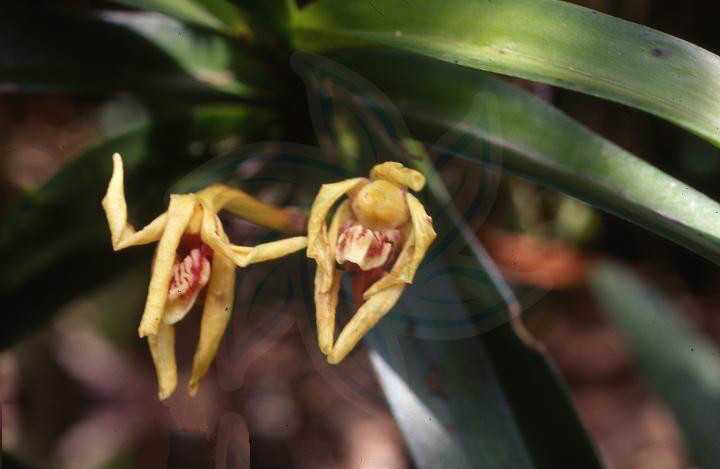  p>叉唇万代兰(拉丁学名: i>vanda cristata /i> lindl.