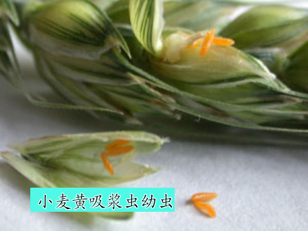 主要有麦黄吸浆虫和麦红吸浆虫两种