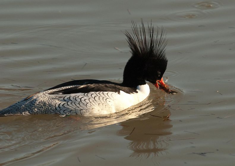  p>中华秋沙鸭(学名: i>mergus squamatus /i>)为鸭科 a target="