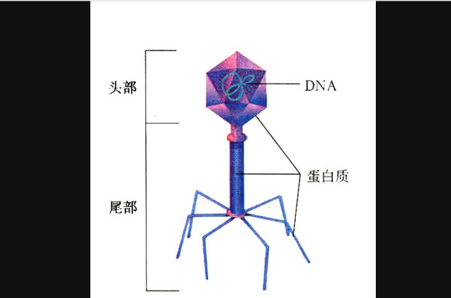 关于假如人体是一个宿主，哪个器官最像寄生者？的信息