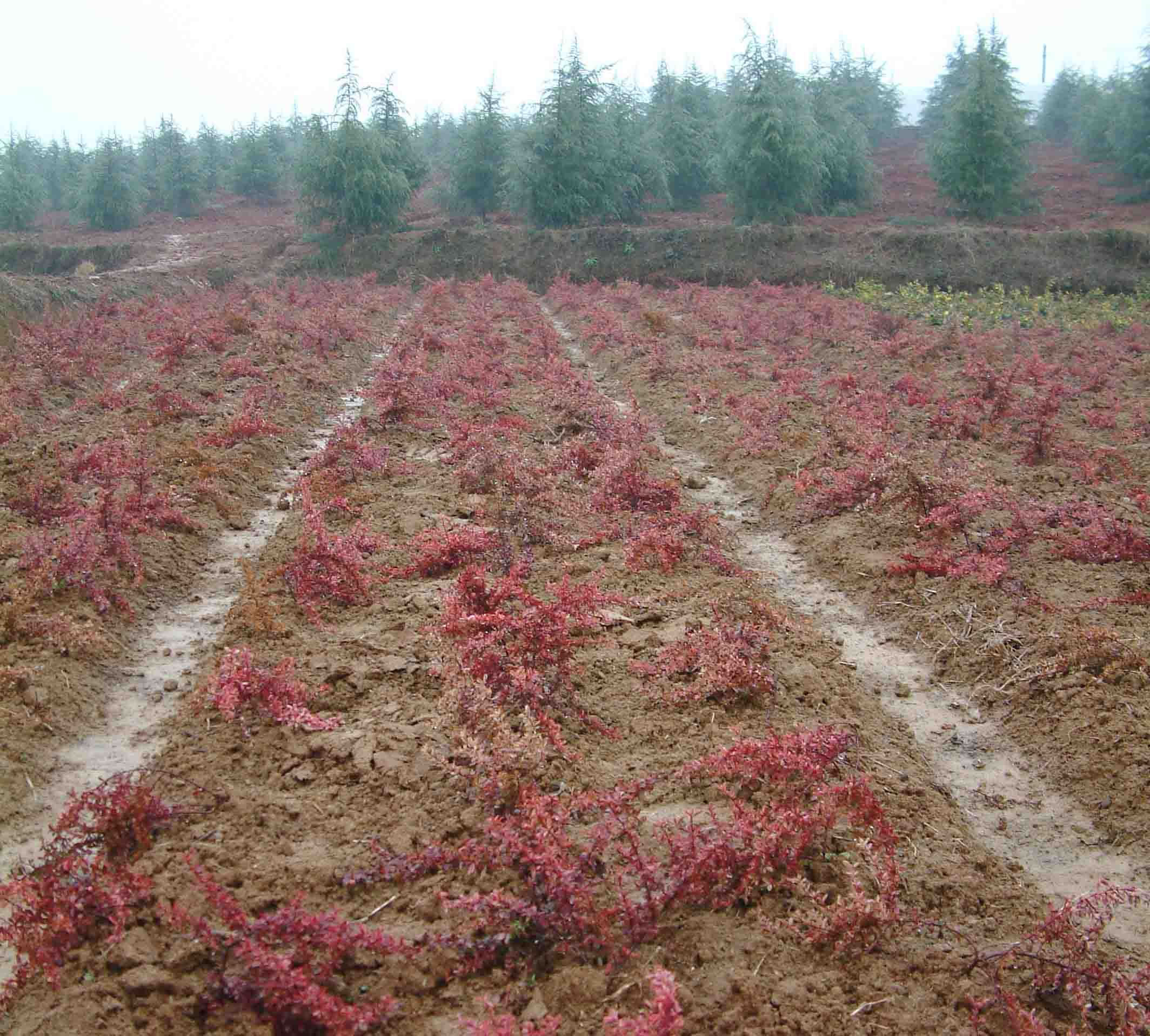 小丑火棘叶卵形,叶片有乳白色斑纹,冬季叶片粉红色;花白色;红色的小