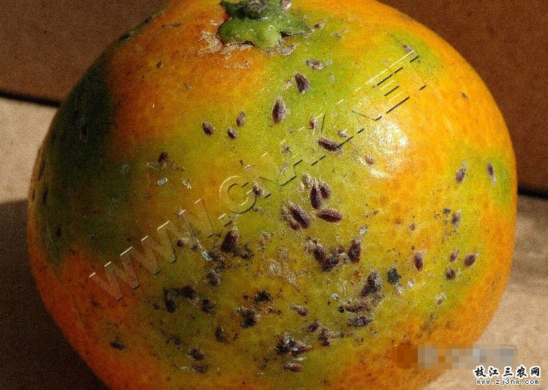 柑橘矢尖蚧
