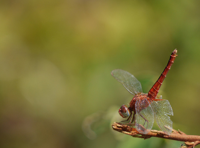 猩红蜻蜓
