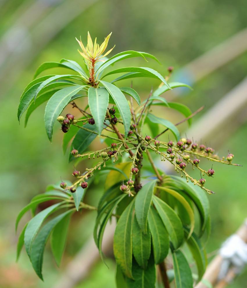  p>长萼马醉木( a target="_blank" href="/item/学名/8074290" data