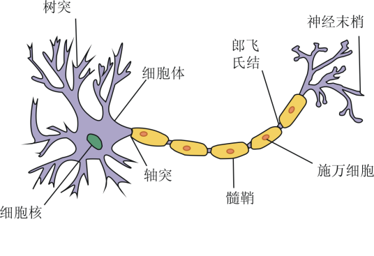 树突和轴突_百度百科
