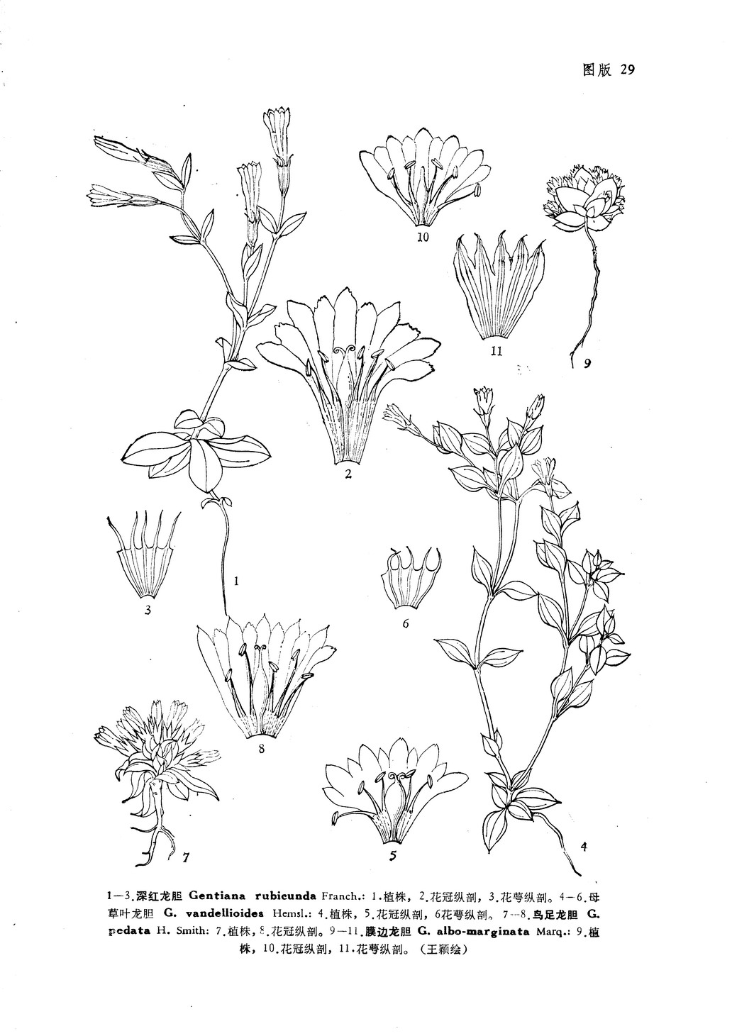  p>膜边龙胆(学名:gentiana albomarginata marq.