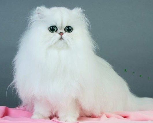 data-id="tiidjpyzhywq">波斯猫是食肉目猫科猫属哺乳动物,又名长毛猫