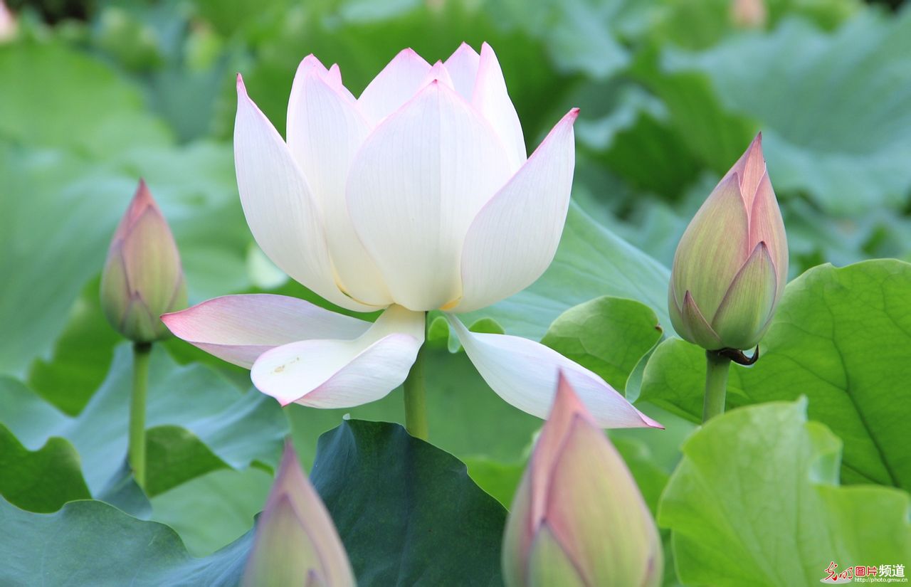  p data-id="gnbk02kd6e">众星拱月,汉语成语,拼音是zhòng xīng gǒ